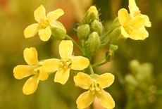 Camelina plant